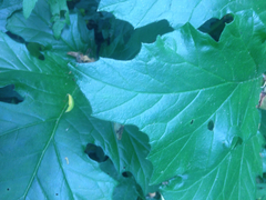 Acanthus mollis