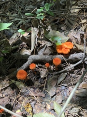 Cantharellus texensis