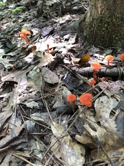 Cantharellus texensis