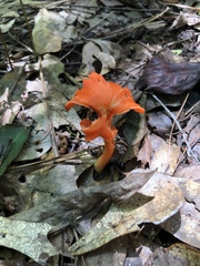 Cantharellus texensis