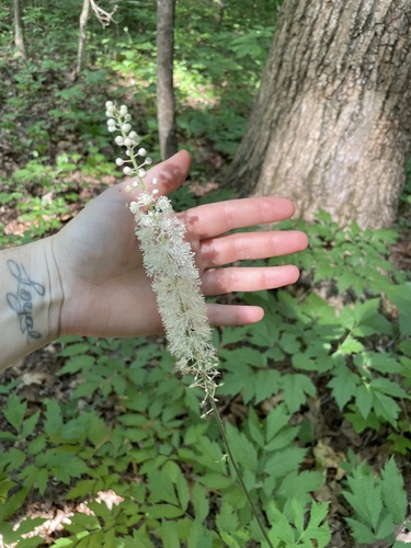 Actaea racemosa