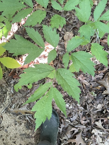 Actaea racemosa