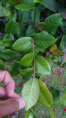 Ixora coccinea