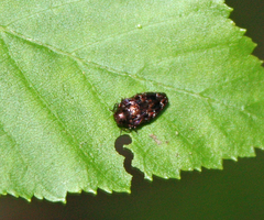 Brachys ovatus