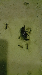 Camponotus xerxes