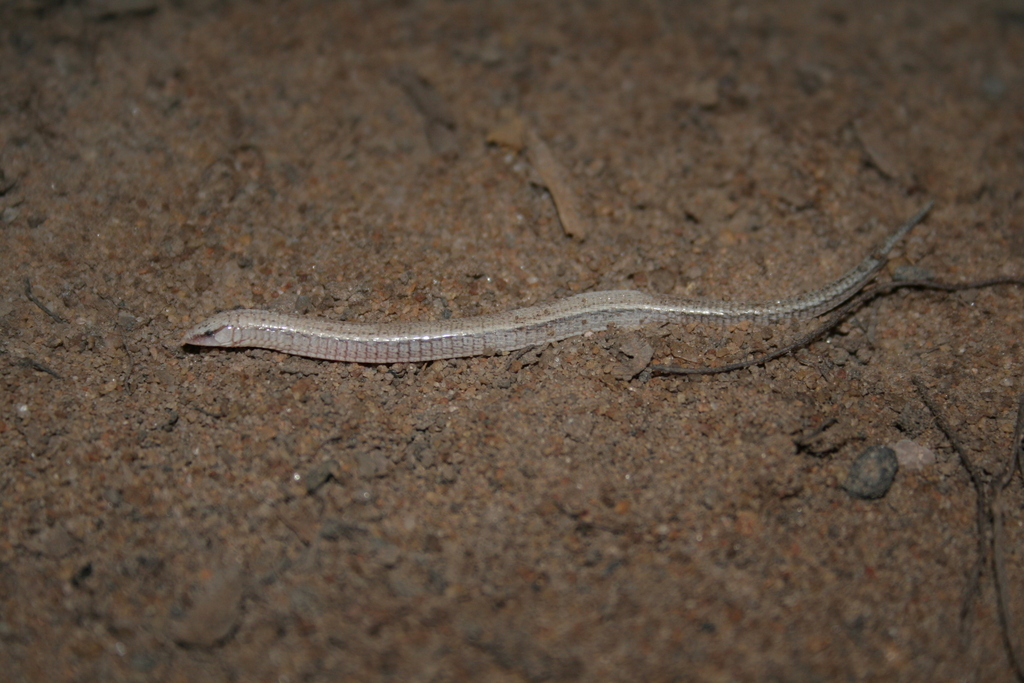 Calyptommatus confusionibus