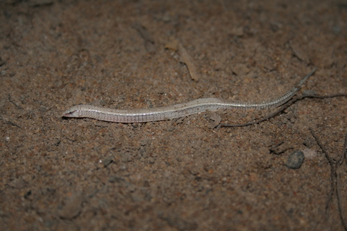 Calyptommatus confusionibus