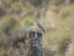 Muscisaxicola cinereus