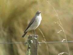 Muscisaxicola cinereus