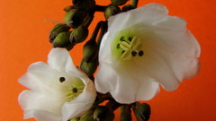 Bonamia agrostopolis