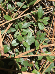 Ceanothus fresnensis
