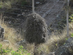 Phacellodomus striaticeps