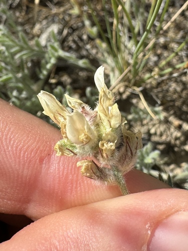 Astragalus spaldingii, 2024-06-03