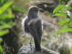 Muscisaxicola cinereus