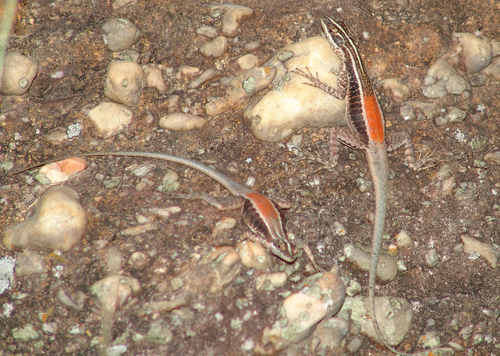 Rock Ground Lizard, Tropidurus helenae