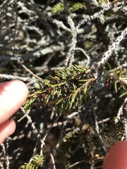 Picea glauca glauca