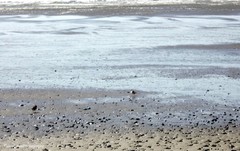 Charadrius semipalmatus