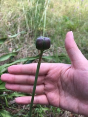 Zephyranthes drummondii