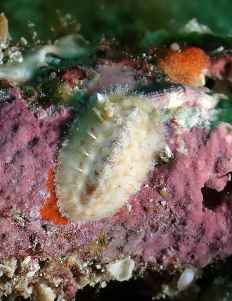 Acanthochitona intermedia