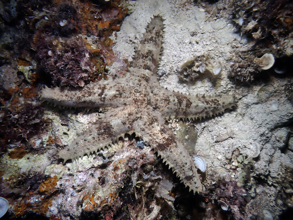 Asteropsis