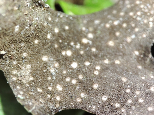 Sticta canariensis