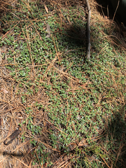 Ceanothus fresnensis
