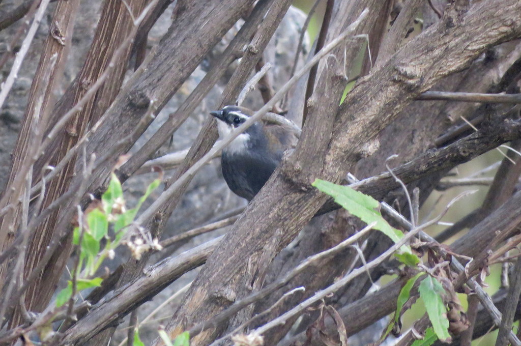 White-Browed Tapaculo