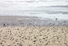 Charadrius semipalmatus