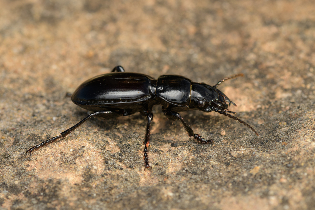 Percus stultus