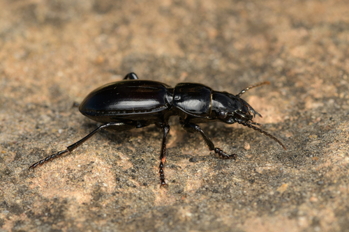 Percus stultus