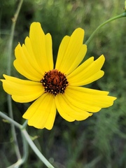 Coreopsis falcata