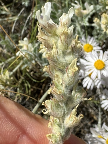 Astragalus spaldingii, 2024-06-03