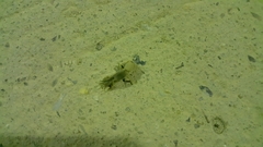 Gryllotalpa gryllotalpa