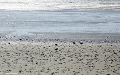 Charadrius semipalmatus