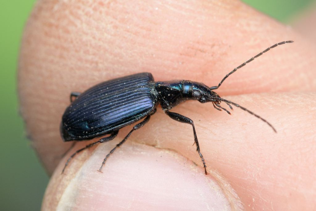 Anchomenus cyaneus