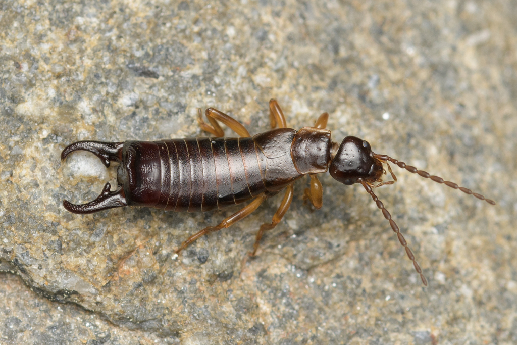 Pseudochelidura sinuata