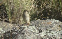 Rhopospina alaudina