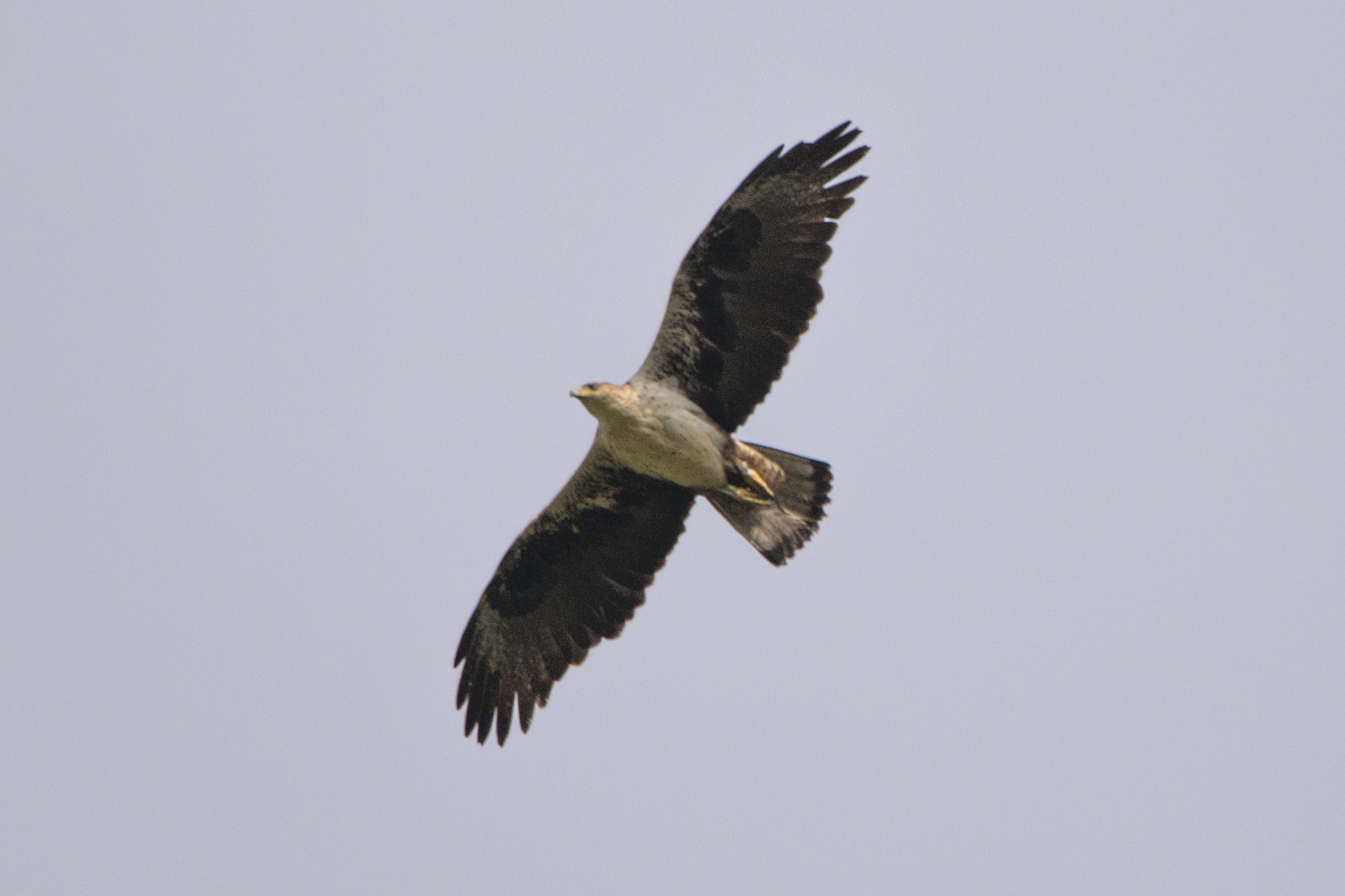 Bonelli's Eagle