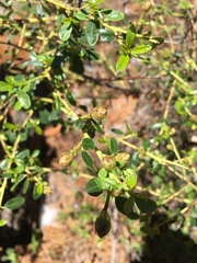 Ceanothus parvifolius