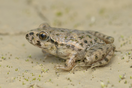 Common Parsley Frog, photo 3 of 8