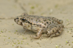 Parsley Frog photo 3