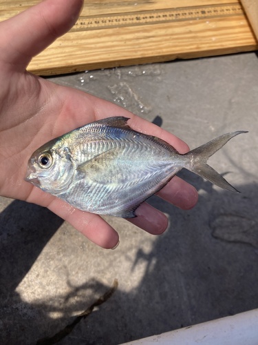 Butterfish (Peprilus burti) — Stromateidae — 4