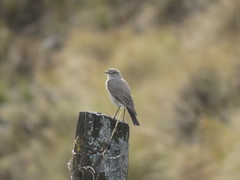 Muscisaxicola cinereus