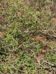 Ceanothus parvifolius