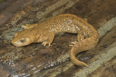 Pyrenean Brook Newt photo 1