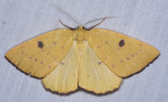 Hesperumia fumosaria