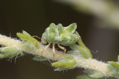 Tarisa flavescens