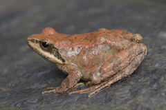 Pyrenean Frog photo 2