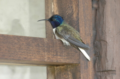 Oreotrochilus chimborazo