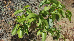 Prunus ilicifolia ilicifolia